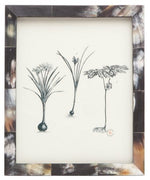 The Pigeon & Poodle Dark Horn Essen Frame, 8 x 10, showcases a black ink botanical illustration with three plant species and detailed roots and stems on a white background—an elegant addition to any frame collection.