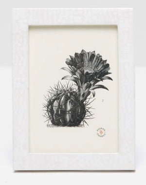 Black-and-white illustration of a flowering cactus, framed in a textured white frame from the Pigeon and Poodle Westport Frame Collection. The frame, featuring a cracked eggshell finish and a small emblem in the bottom right corner, adds an elegant touch.