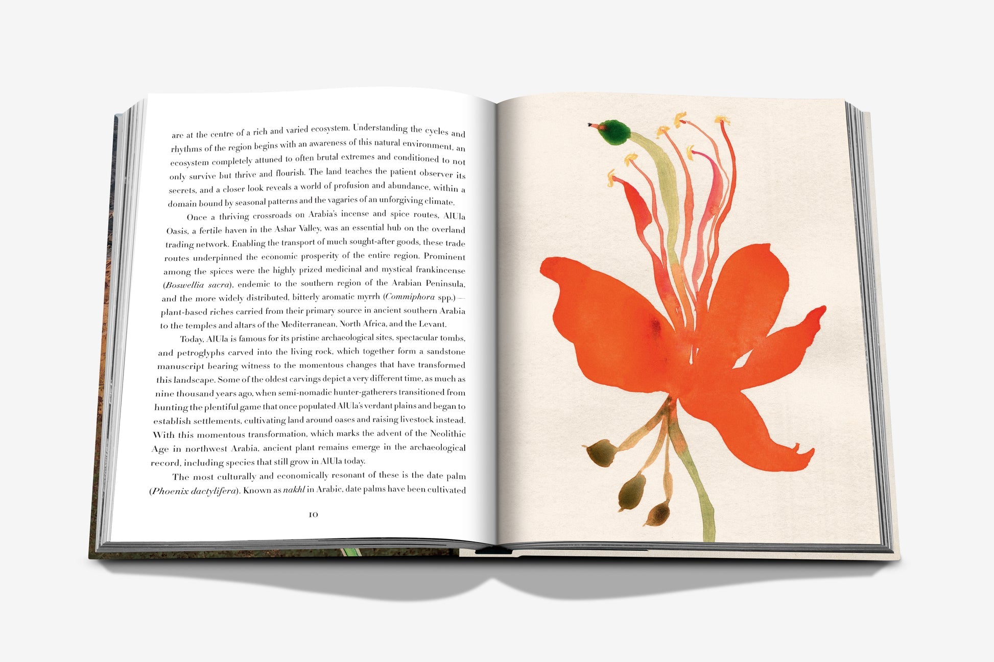 The book AlUla Flora by Assouline is open, showing text on the left page and a colorful illustration of vibrant flora on the right page. The background is white, and the book rests on a white surface.