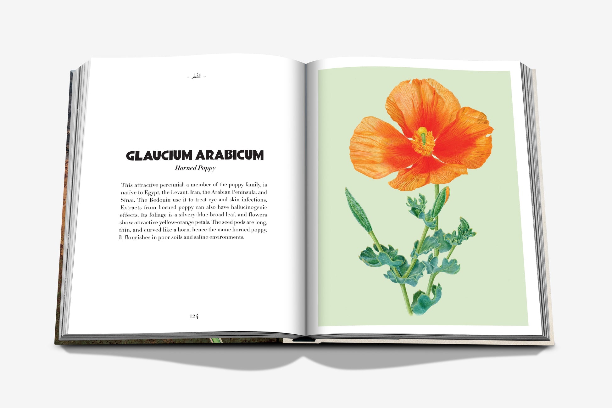 Open book from Assouline's "AlUla Flora," featuring a botanical illustration of an orange poppy flower on the right page and a descriptive text titled "Glaucium Arabicum" on the left page, showcasing the vibrant flora reminiscent of an ancient desert oasis.
