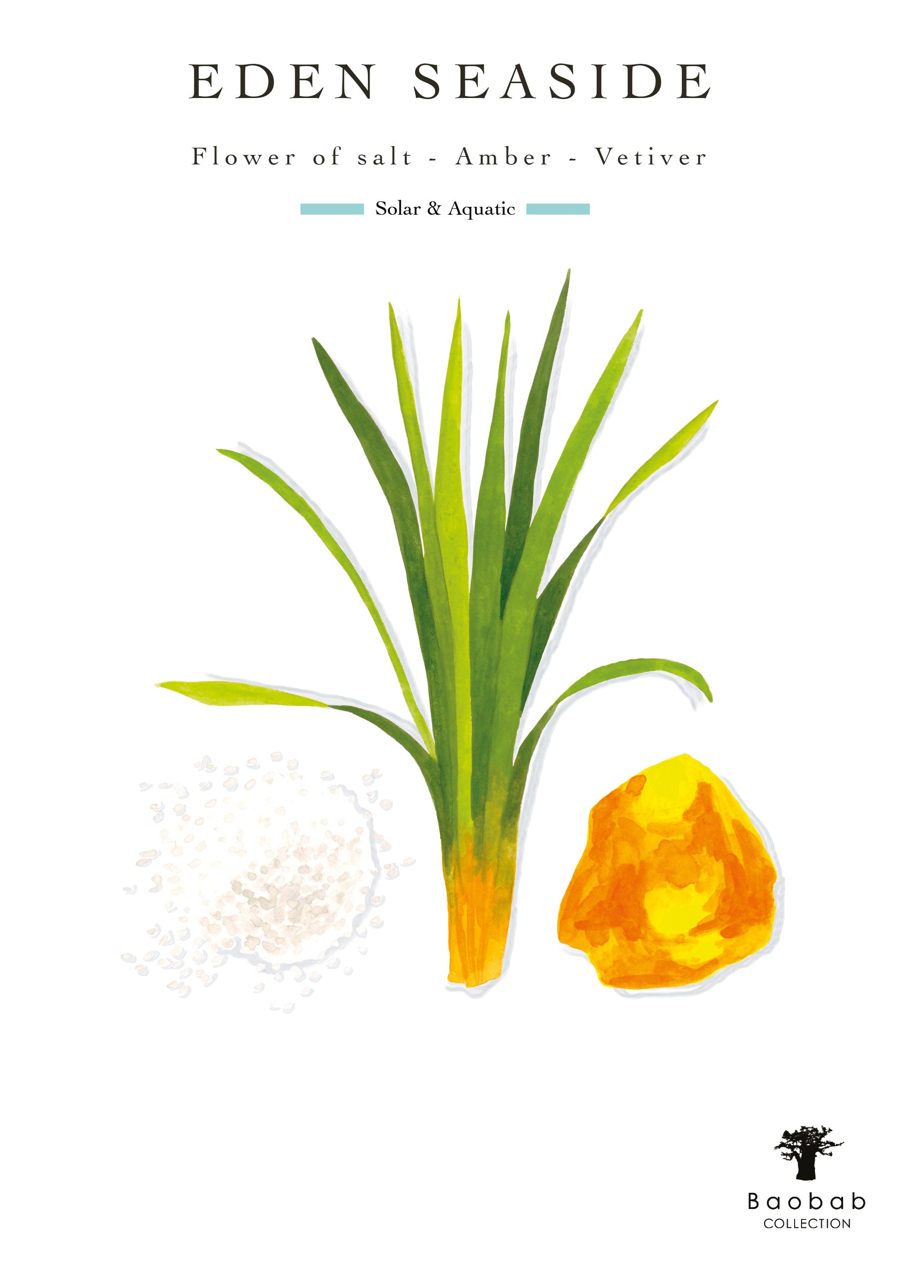 Illustration depicting a verdant vetiver plant, sea salt crystals, and an amber stone with the words: "Baobab Collection Eden Seaside Candle. Sea Salt - Amber - Vetiver. Solar & Aquatic. Baobab.