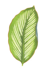 The Ornis Gallery - English Leaves 8255 features a single green leaf with white veins and a brown-edged outline on a white background, inspired by Swedish Botanicals and ideal for framing in Larson-Juhl frames.