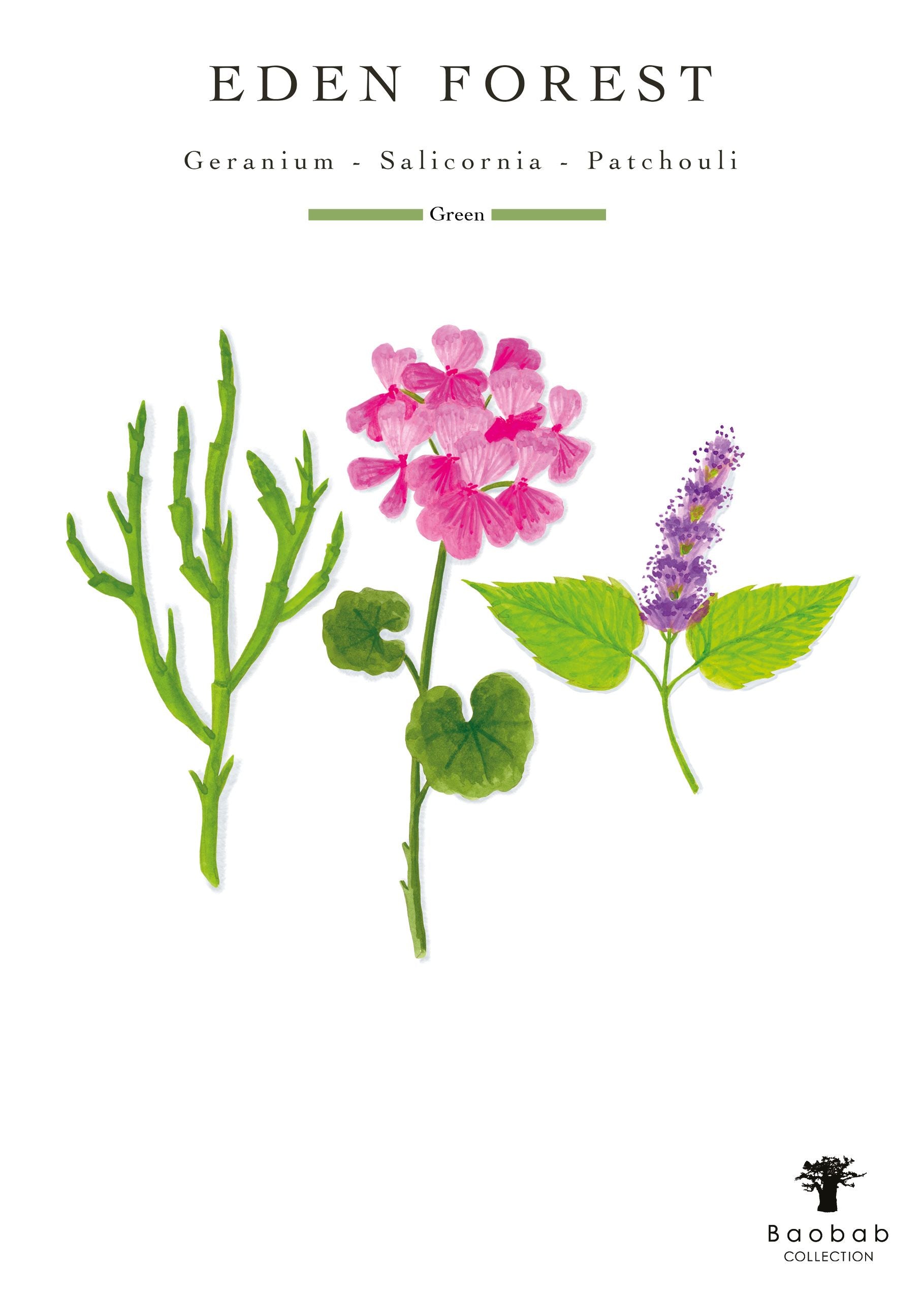 Illustration of the Baobab Collection Eden Forest Candle fragrance with images of geranium, salicornia, and patchouli plants, lightly infused with hints of green tea and ginger, labeled "Green" from Baobab.