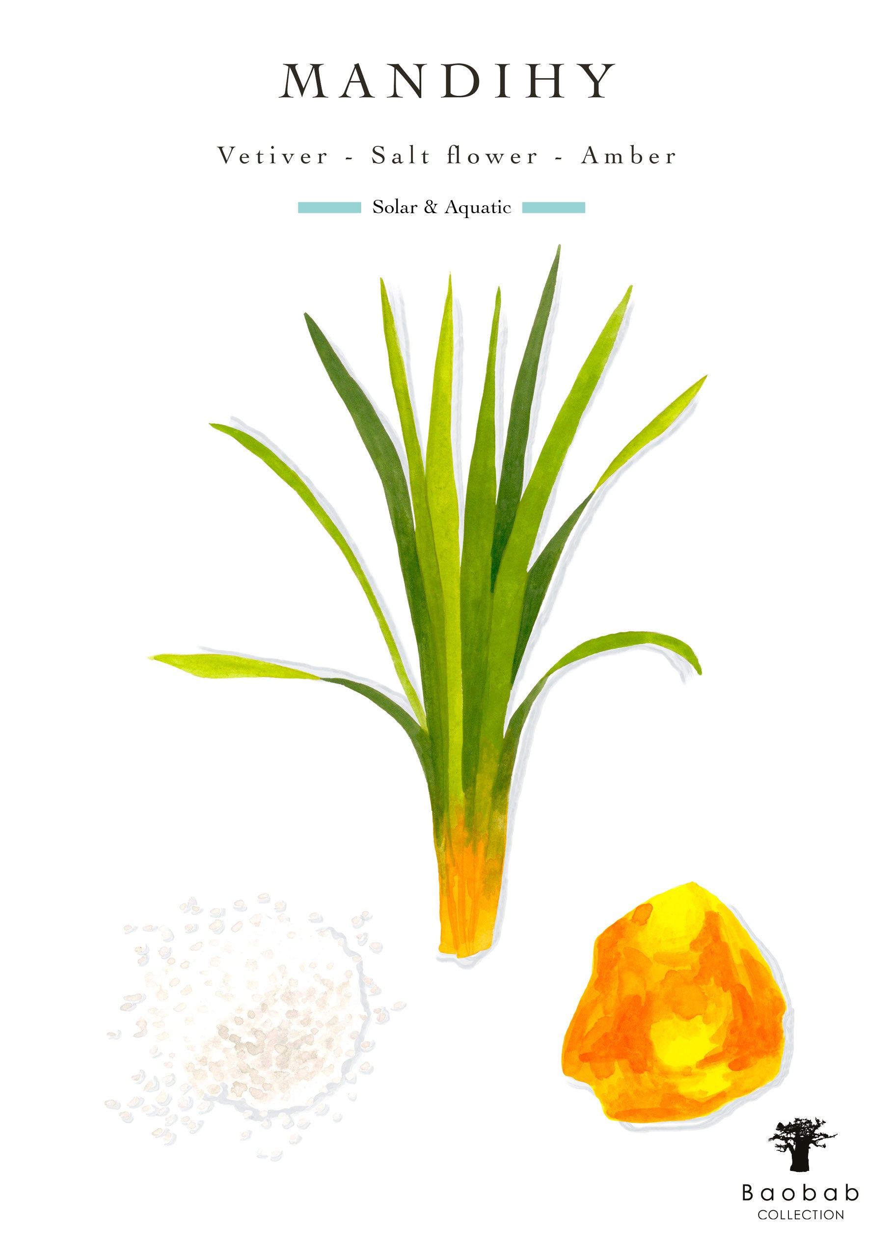 This candle from Baobab Collection features an illustration of a green plant, salt granules, and amber labeled "MANDIHY" with notes of "Vetiver - Salt flower - Amber" and described as "Solar & Aquatic." The Baobab Collection Fety Mandihy Candle is a decorative piece that enhances any space.