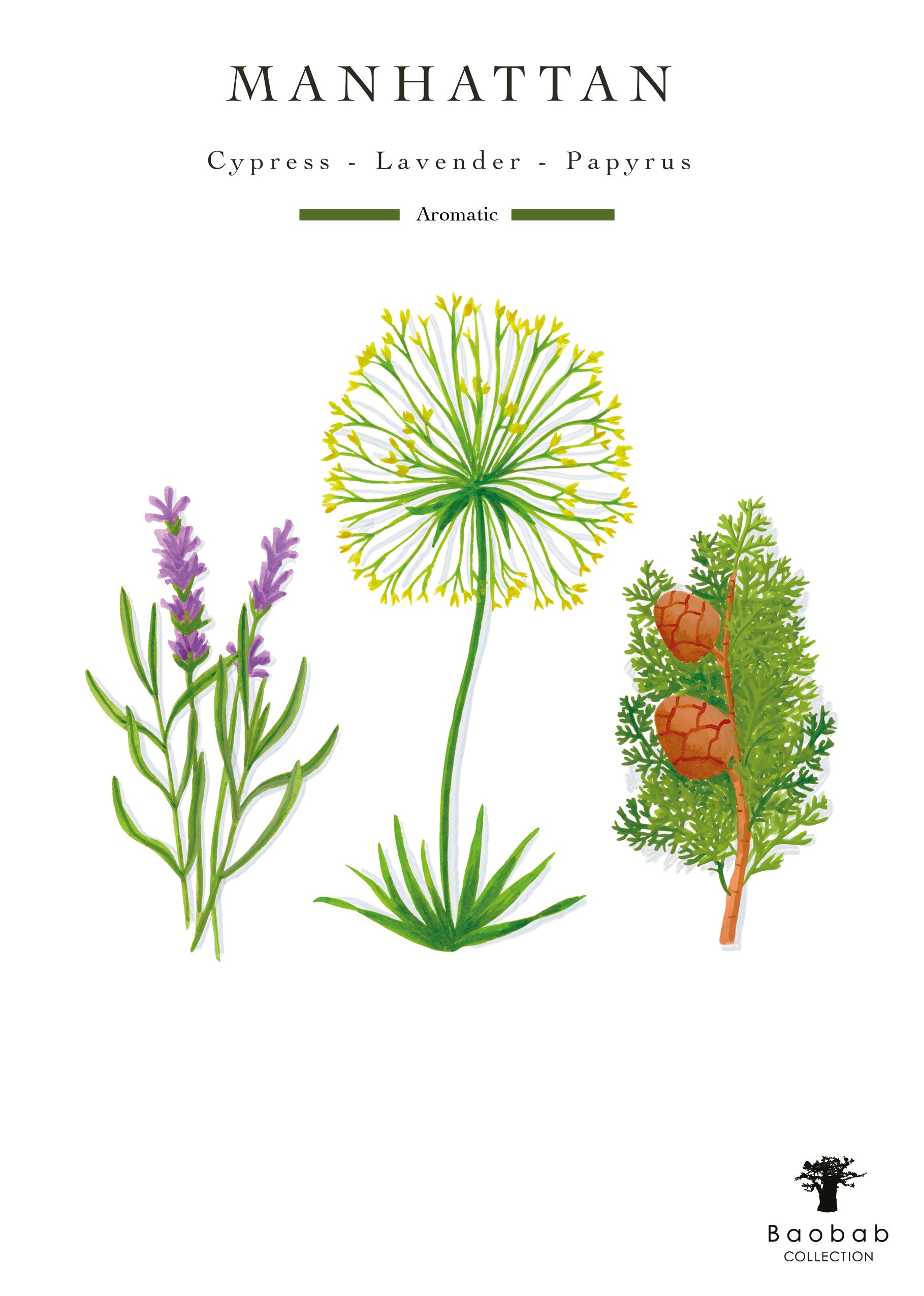 Illustration features lavender, papyrus, and cypress from Central Park, evoking the invigorating fragrance of Baobab's Manhattan Body Wellness Collection—perfectly aromatic for hand soap.