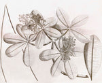 Intricate pencil drawing of a plant with clusters of buds and veined leaves on a plain background—ideal for highlighting the Malabar Garden Collection by Ornis Gallery in elegant frames.