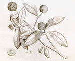 Botanical illustration from the Malabar Garden Collection by Ornis Gallery, featuring broad leaves and spiky flower heads with cross-section and detail sketches. Ideal for display in Larson-Juhl frames on archival papers.