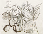 Botanical illustration from the Malabar Garden Collection by Ornis Gallery, featuring clusters of oval fruits, elongated stems, pointed leaves, and fruit cross-section details, beautifully presented in Larson-Juhl frames.