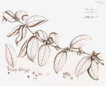 Detailed botanical illustration from the Malabar Garden Collection by Ornis Gallery features a plant branch with large leaves, small buds, seeds, and scientific notes in cursive, inspired by Indian botanicals and ideal for Larson-Juhl frames.