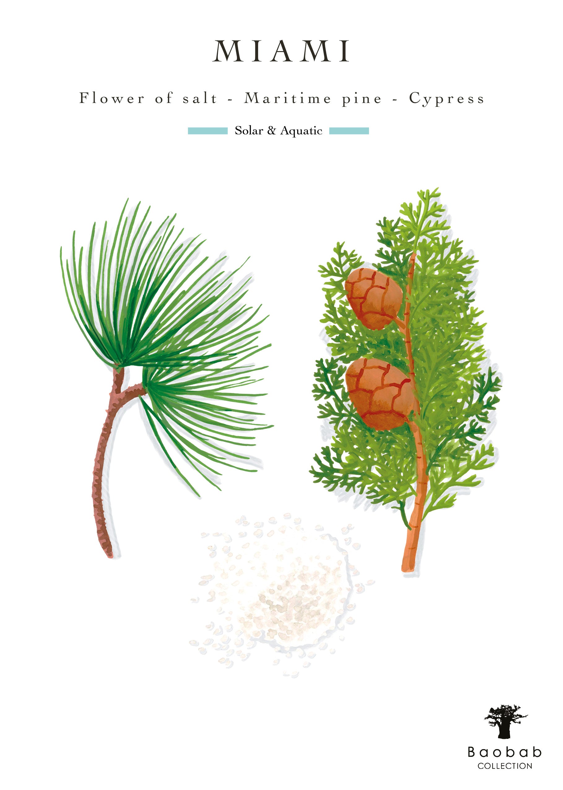 Illustration of maritime pine and cypress branches with cones, plus sea salt, labeled "Miami." Features sea salt fragrance notes from the Baobab Collection Miami Body Wellness Collection by Baobab.