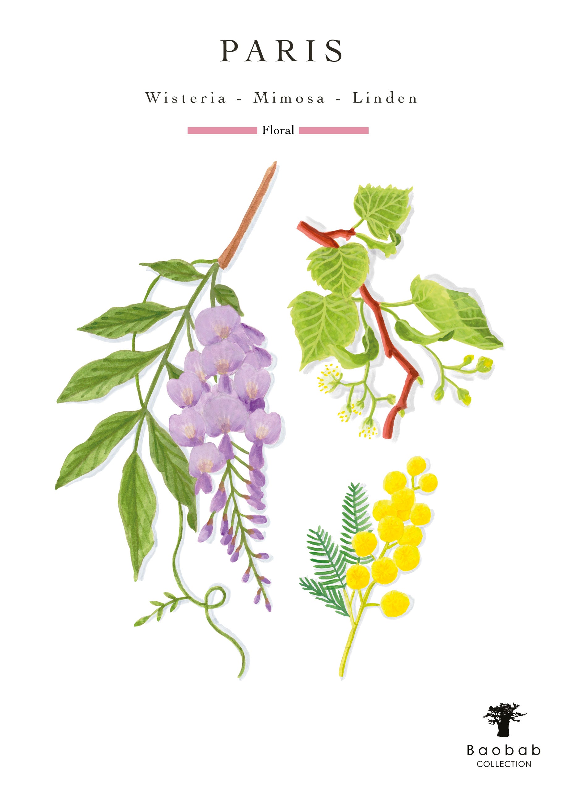 Illustration of wisteria, mimosa, and linden branches under the title "Paris - Floral," evoking the Paris scent from the Baobab Collection Paris Body Wellness Collection, with the Baobab logo at the bottom right.