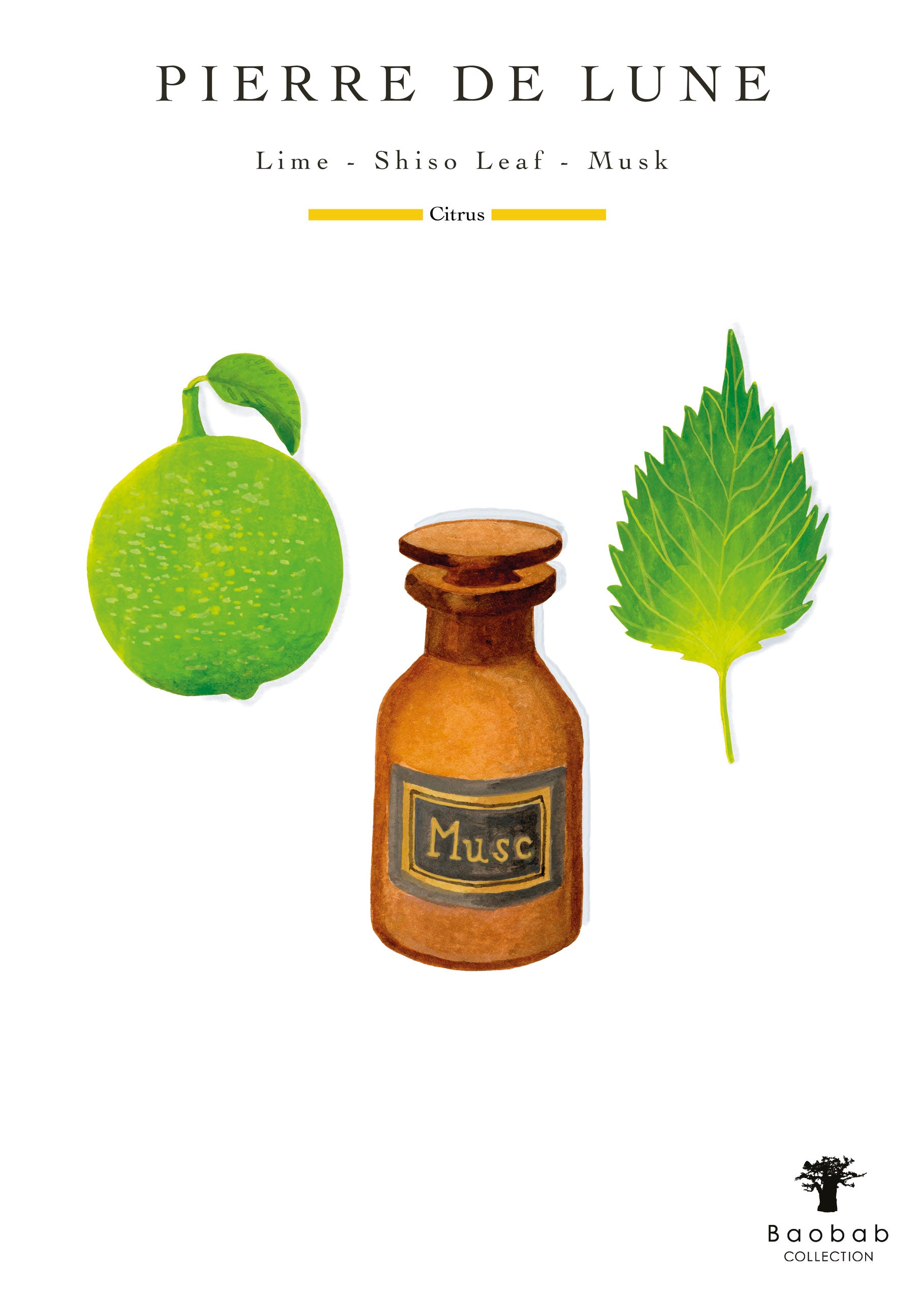Illustration of a lime, shiso leaf, and brown bottle with "Musc" under "Pierre de Lune," capturing the allure of moonstone. The Baobab Collection Les Prestigieuses Pierre De Lune Candle blends lime, shiso leaf, and musk for a subtle citrus and floral scent.