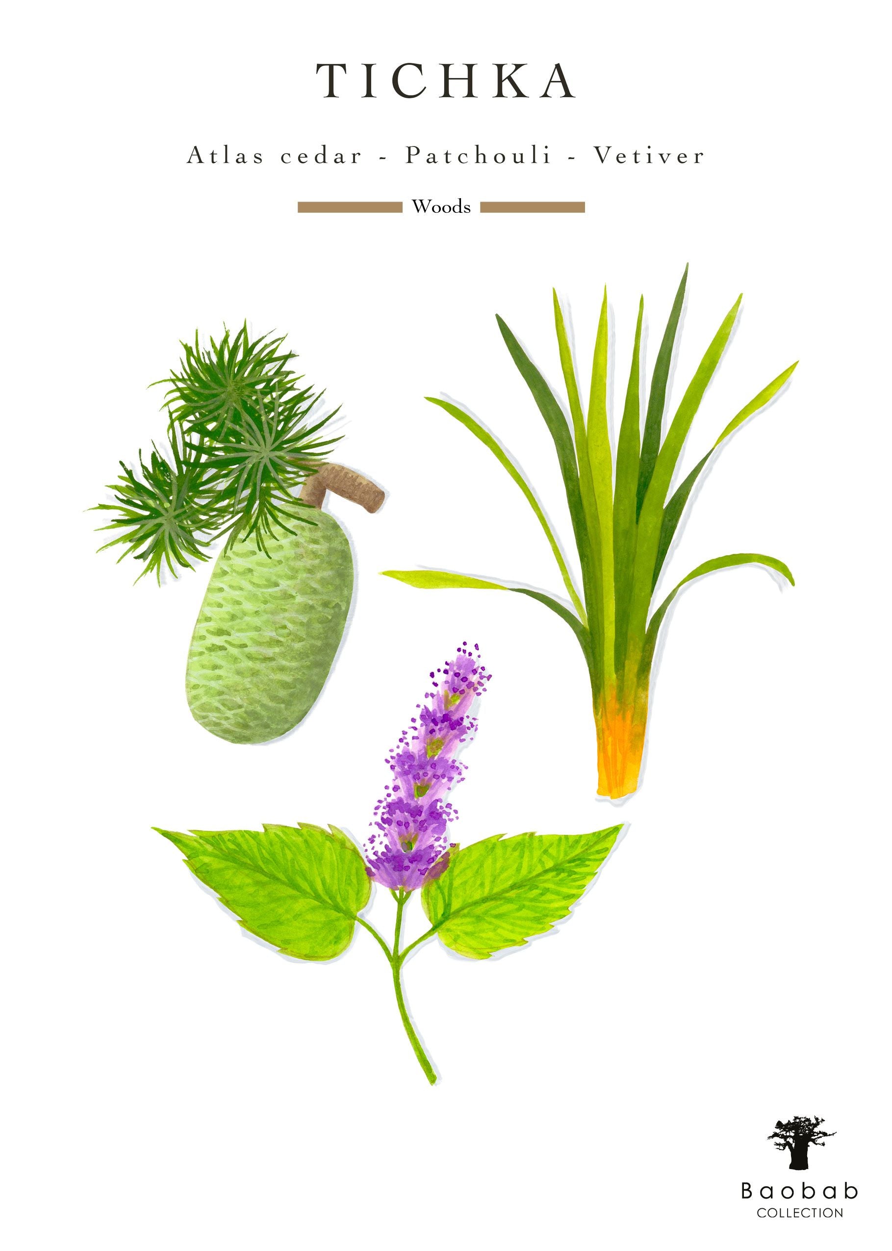 Illustration of Atlas cedar, patchouli, and vetiver plants labeled "Tichka," elegantly featured under "Woods," prominently showcases Baobab Collection branding.