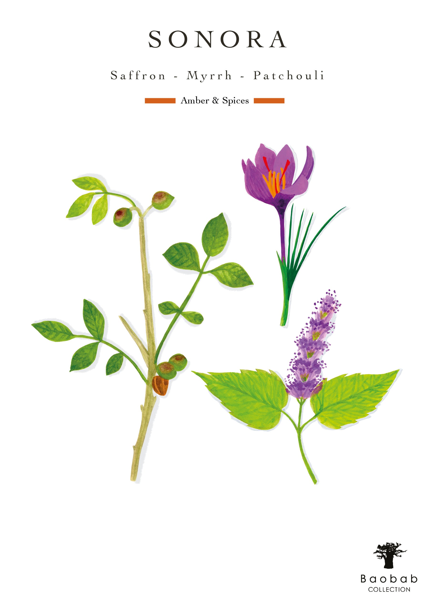 The Baobab Collection Sand Sonora Candle illustration features a saffron flower, leafy branches, patchouli plant, and myrrh accents complementing the fragrance elements, with the brand name at the top and bottom.