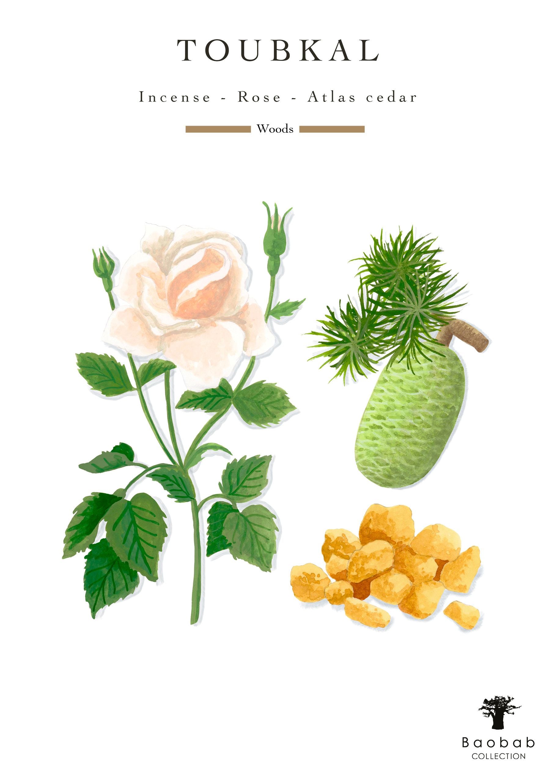 Depiction of a white rose, Atlas cedar cone, and fragrant incense resin, titled "Atlas Toubkal Candle: Incense - Rose - Atlas Cedar" from Baobab Collection.