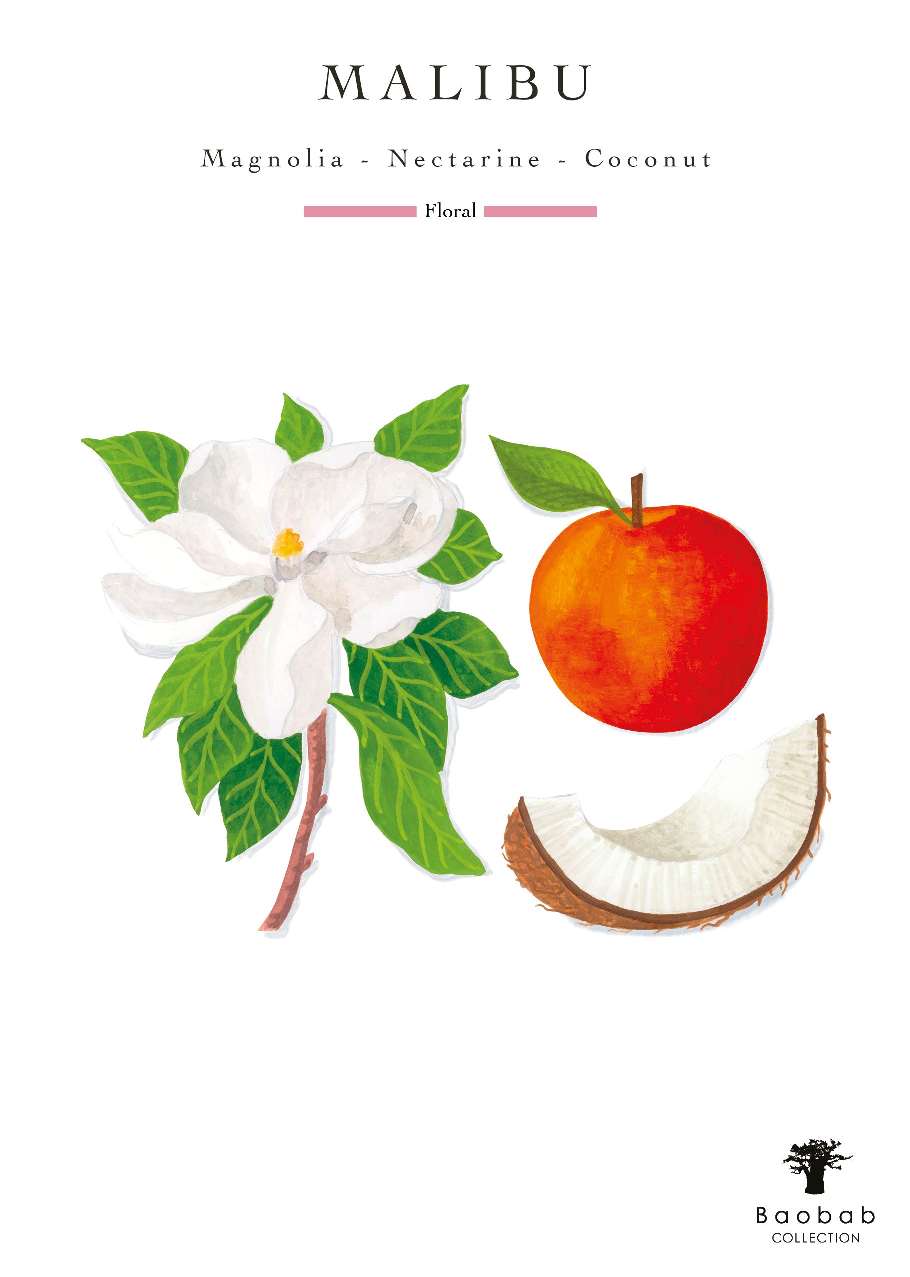 Illustration of a magnolia flower, a nectarine, and a coconut slice with text "MALIBU - Magnolia - Nectarine - Coconut - Floral" at the top and "Baobab" at the bottom. This decorative home object doubles as a Baobab Collection Waves Malibu Candle, infusing your space with floral and fruity perfume.
