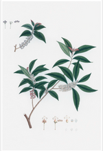 Ornis Gallery - Dutch East Indian Flora Artwork 3074 features a botanical illustration of a leafy branch with clusters of small white flowers, plus detailed drawings of individual blooms and seeds, printed on archival paper against a plain white background.