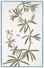 Ornis Gallery's Italian Botanicals 2939 features a green climbing plant with long, narrow leaves and delicate white flowers on a light background with a blue border—ideal for display in Larson-Juhl frames.