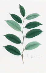 Dutch East Indian Flora Artwork 3006 by Ornis Gallery features a plant branch with alternating green leaves and small white flowers, plus detailed botanical sketches of its flower and fruit—ideal for display in Larson-Juhl frames.