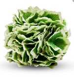 A close-up of the Deborah Rhodes Border Green Hydrangea Napkin Ring, a round artificial green and white accent, perfect for adding elegance to your spring table setting, displayed against a crisp white background.