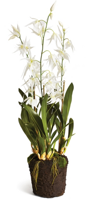 The Napa Home & Garden Faux Spider Orchid Drop-In, 44”, features tall green leaves, multiple upright stems with white flowers, and a realistic exposed root ball with soil.