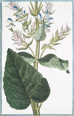 Italian Botanical #2994 by Ornis Gallery features a plant with large green leaves and clusters of blue, white, and pinkish flowers in an 18th Century Italian style, beautifully presented with Larson-Juhl frames on archival paper.