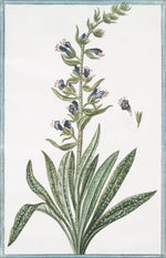 Italian Botanical #2993 by Ornis Gallery features a tall green plant with long leaves and clusters of blue and pink flowers, plus separate views of a flower and leaf. Inspired by Italian botanicals, it's ideal for display in Larson-Juhl frames.
