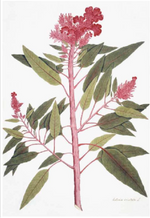 Botanical illustration "East Indian Flora 3238" by Ornis Gallery features long green leaves, a tall pink stem, and red feathery flowers, perfect for display with Larson-Juhl frames as part of the East Indian series.