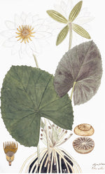 Ornis Gallery's East Indian Flora Print 3223 features a botanical illustration of a white water lily with two blooms, large green leaves, bulb, and fruit cross-sections on archival paper—perfect for display in Larson-Juhl frames.