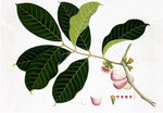 Anglo-Indian Botanicals Print 4572 by Ornis Gallery showcases a branch with dark green leaves, pink bell-shaped flowers, and a cross-section of round fruit, elegantly set in a dark walnut frame.