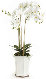 The Barclay Butera Faux Phalaenopsis White Orchid Drop-In by Napa Home & Garden features multiple white blooms and lush green leaves in a ceramic pot, adding elegance to any space. Height: 36".