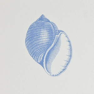The Printery Common Shell Notepad features a flat-printed blue spiral shell motif with a partially open aperture, set against a bone white pad background.