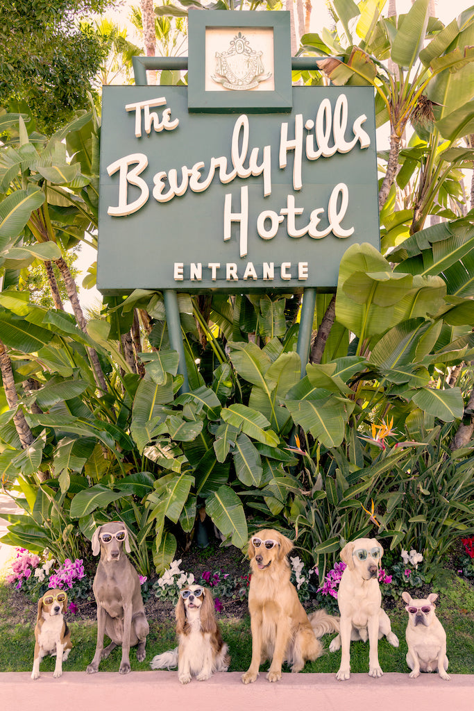 The Gray Malin Dogs at The Beverly Hills Hotel Vertical print (11.5" x 17", White Frame) by Gray Malin features six dog breeds in sunglasses, posed before the iconic hotel entrance amid lush greenery and vintage car accents.
