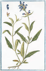 Italian Botanical #2912 by Ornis Gallery: a detailed botanical illustration of sage with green leaves, blue flowers, visible stem and roots, plus a close-up flower—part of our Italian Botanicals collection.
