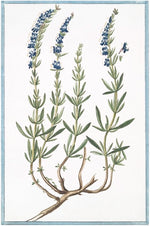 Italian Botanical #2916 by Ornis Gallery features a plant with green, narrow leaves, tall stems, and small blue flowers with visible roots—ideal for display in Larson-Juhl frames on archival paper.