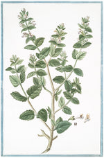 Italian Botanical #2931 by Ornis Gallery features a green plant with multiple stems and small white flowers, reminiscent of 18th Century Italian Botanicals. Seeds or pods are visible at the base, elegantly bordered in blue, as if framed by Larson-Juhl frames.