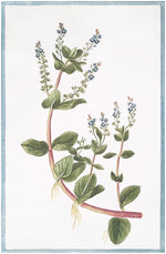 Italian Botanical #2932 by Ornis Gallery features a flowering plant with green leaves, pinkish stems, small roots, and blue and white flower clusters—an 18th Century Italian-style botanical perfect for display in Larson-Juhl frames.
