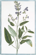 Italian Botanical #2938 by Ornis Gallery features a plant with purple flowers and large green leaves. A charming blue and white bird perches on a flower stem, beautifully captured on archival paper.