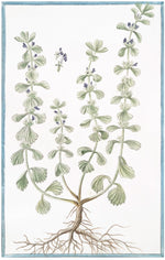Italian Botanical 2941 by Ornis Gallery features a green leafy plant with small purple flowers and visible roots on a white background with a blue border, inspired by Italian botanicals—perfect for display in Larson-Juhl frames.
