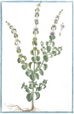 Italian Botanical #2945 by Ornis Gallery: archival illustration of a flowering herb with green leaves, tall stems, pale purple clusters, visible roots, and a blue border—classic Italian botanical art.
