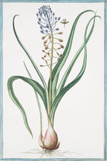 Italian Botanical #2980 by Ornis Gallery features a bulbous plant with long green leaves, a tall stem with blue flowers, and seed pods—perfect for display in elegant Larson-Juhl frames.