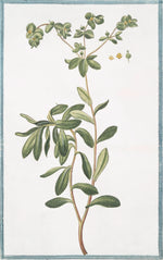 Italian Botanical #2983 by Ornis Gallery features a green-leaved plant with small yellow flowers on archival paper, set against a white background with a blue border—ideal for displaying Italian botanicals in Larson-Juhl frames.