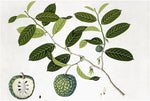 The Anglo-Indian Botanicals Print 4504 by Ornis Gallery showcases a botanical branch with green leaves and two round fruits, one sliced to reveal white flesh and black seeds, printed on archival paper for lasting quality.