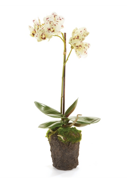 Orchid with speckled white flowers on a single stem, planted in a moss-covered soil base, isolated on a white background. This Napa Home & Garden Faux Phalaenopsis White and Pink Spotted Orchid Drop-in, 17" requires no-maintenance, ideal for those seeking beauty without the upkeep.