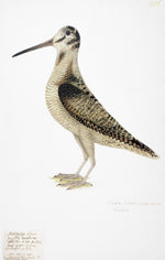 Eurasian Woodcock in Deep White Frame by Ornis Gallery: side view illustration of a brown and beige bird with a long beak on white, featuring handwritten notes inspired by the Swedish Bird Collection, printed on archival paper.