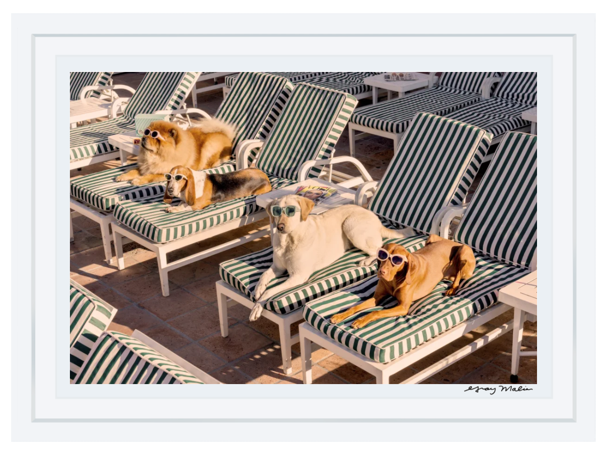 Four dogs in designer accessories and sunglasses lounge by a pool at The Beverly Hills Hotel in Gray Malin's "The Sunbathers," 11.5" x 17", White Frame.