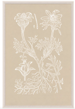 Natural Curiosities' Botanical Study Series 3, measuring 42" x 63", brings floral art to life with its detailed line drawings of a flowering plant, featuring intricate roots, stems, leaves, and blossoms against a beige backdrop. This artwork merges modern botany with classic charm.