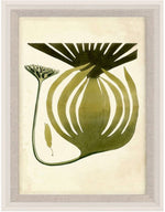 Natural Curiosities' Harvey Seaweeds 10, Acrylic Frame features framed artwork with an abstract botanical illustration in green and brown, blending modern design and graphic simplicity inspired by William Henry Harvey.