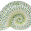 Ammonite Nautilus - Key Lime Green