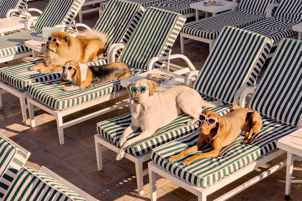 Four dogs in designer accessories and sunglasses lounge by a pool, enjoying the sun in Gray Malin’s "The Sunbathers, The Beverly Hills Hotel," framed artwork (11.5" x 17") from Gray Malin.